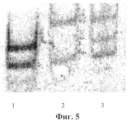 Биочип для определения мутаций в гене галактоза-1-фосфат-уридил трансферазы, вызывающих поражение печени у новорожденных детей (патент 2423521)