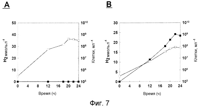 Новые гидрогеназы, выделенные из thermococcus spp., гены, кодирующие эти гидрогеназы, и способы продуцирования водорода с использованием микроорганизмов, содержащих указанные гены (патент 2499831)