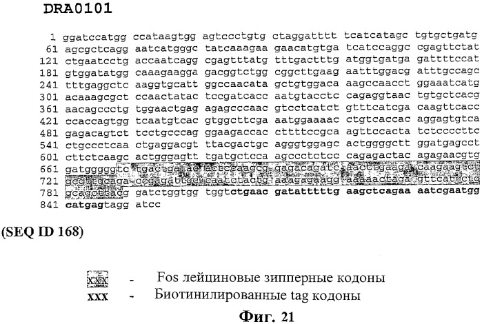 Экспонирование т-клеточных рецепторов (патент 2346004)