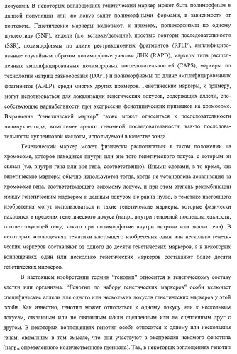 Новые растения кукурузы (патент 2423528)