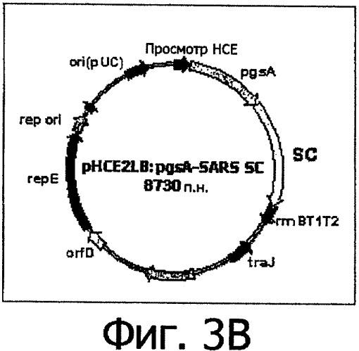 Вектор, обеспечивающий экспрессию антигена вируса sars на поверхности клеток, и микроорганизмы, трансформированные этим вектором (патент 2332457)
