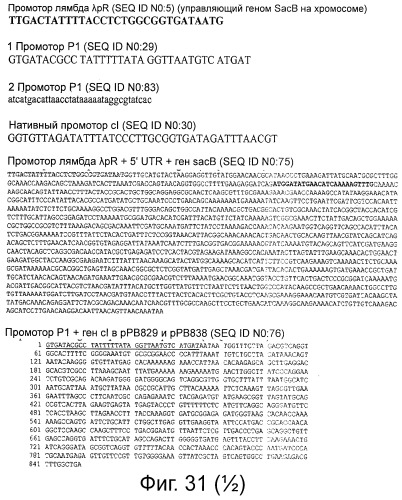 Плазмида без устойчивости к антибиотику (патент 2548809)