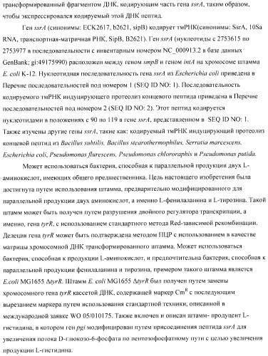 Способ получения аминокислот с использованием бактерии, принадлежащей к роду escherichia (патент 2396336)