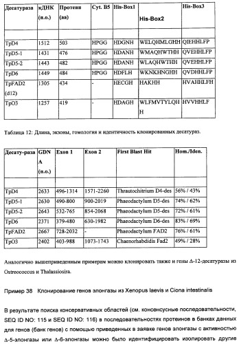 Способ получения полиненасыщенных кислот жирного ряда в трансгенных организмах (патент 2447147)