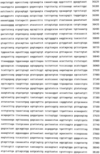 Бактериофаг, обладающий активностью против pseudomonas aeruginosa, белки бактериофага и способы их применения (патент 2580248)