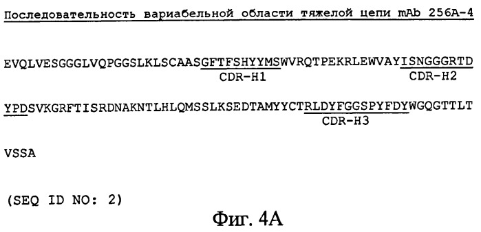 Антитела-антагонисты против notch3 и их применение для профилактики и лечения связанных с notch3 заболеваний (патент 2493167)