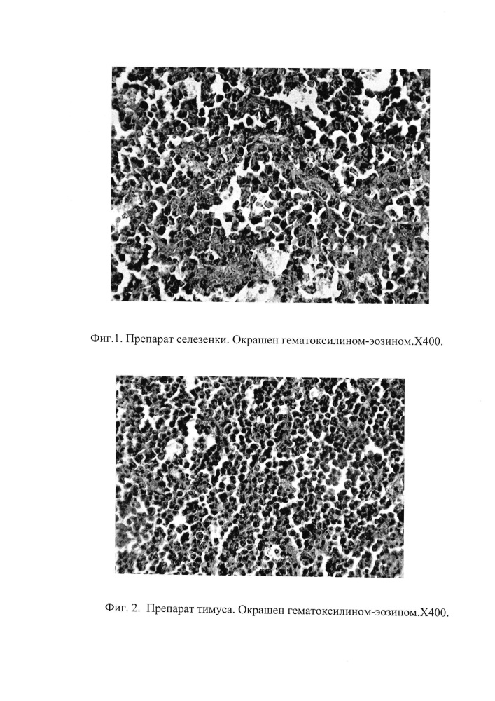 Способ моделирования лимфогенного и гематогенного метастазирования мышиной меланомы в16 у белых нелинейных крыс (патент 2615908)