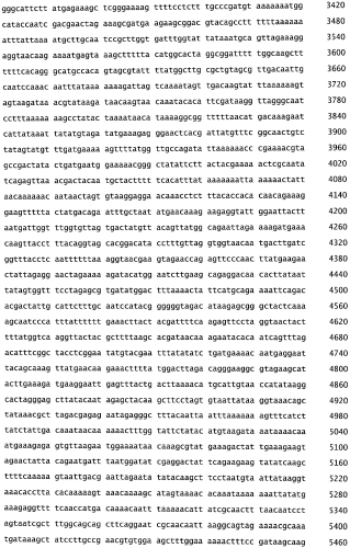 Бактериофаг, обладающий активностью против pseudomonas aeruginosa, белки бактериофага и способы их применения (патент 2580248)