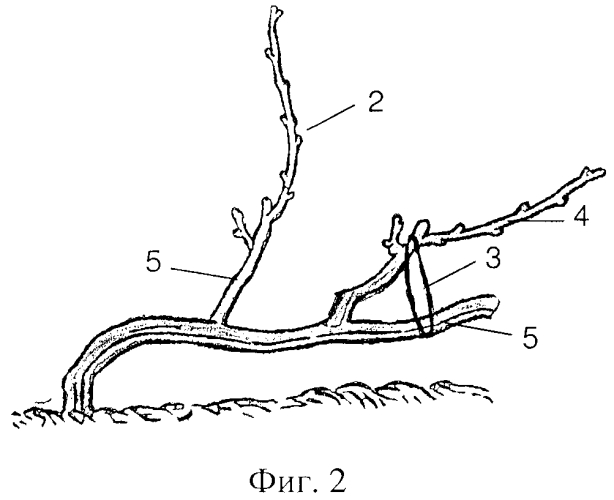 Способ создания саженцев, посадки и формирования виноградных кустов для механизированной укрывки (патент 2574668)