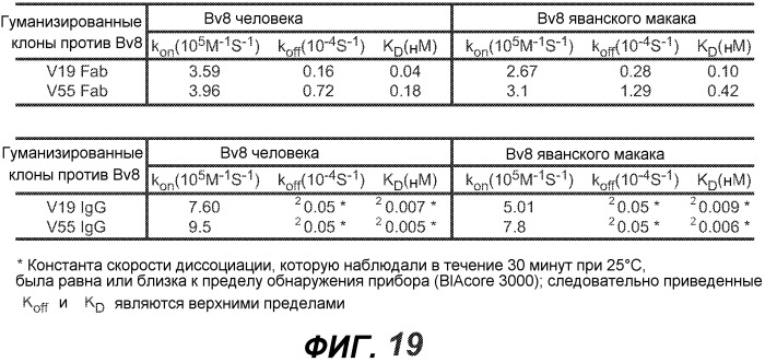 Антитела против bv8 и их применение (патент 2559542)