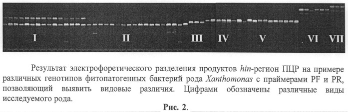Способ идентификации и дифференциации прокариотических организмов (патент 2486251)