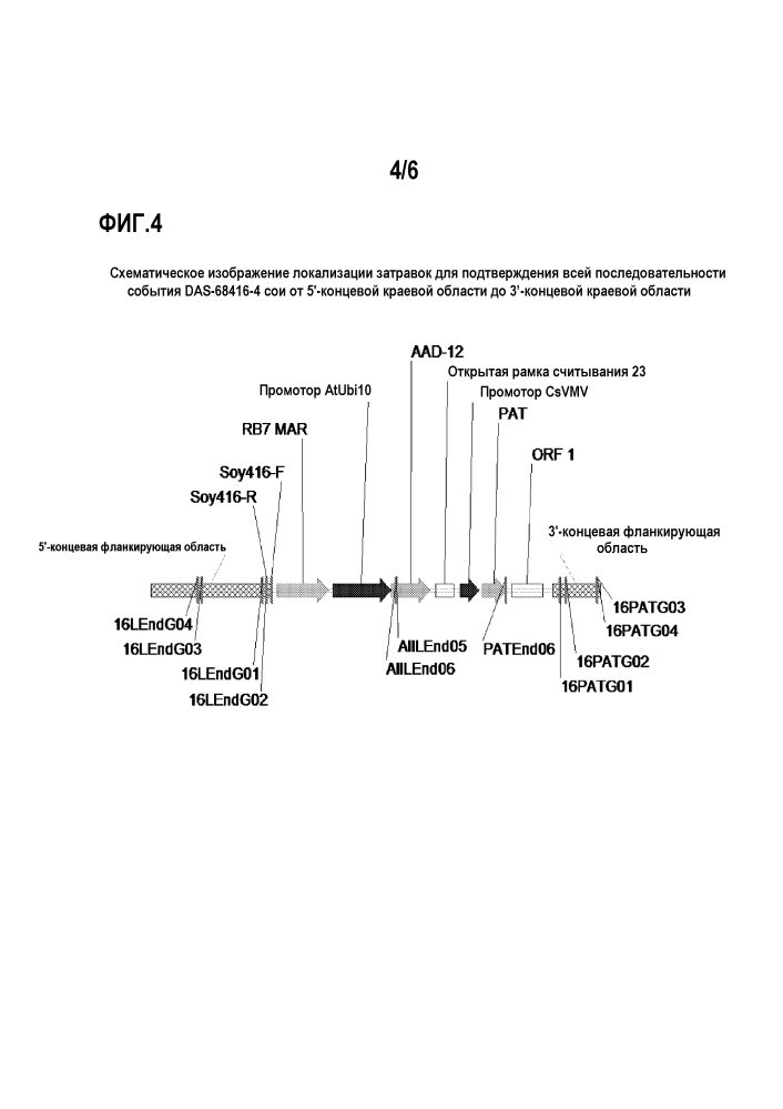 Событие 416 aad-12, родственные линии трансгенной сои и их событиеспецифичная идентификация (патент 2603252)