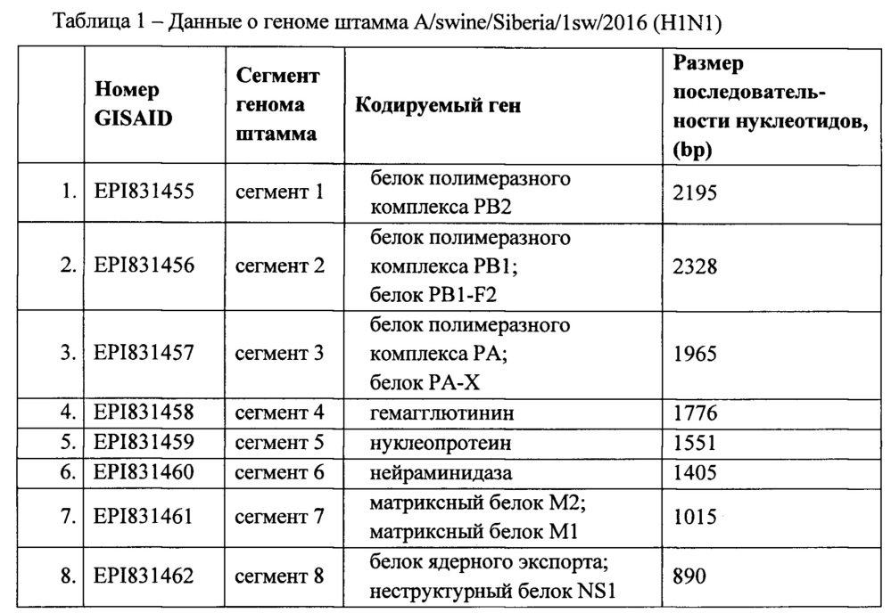 Штамм вируса гриппа свиней a/swine/siberia/1sw/2016 h1n1-субтипа для использования в диагностике вируса гриппа методами ртга и пцр и исследования эффективности вакцин и противовирусных препаратов in vitro и in vivo (патент 2631938)