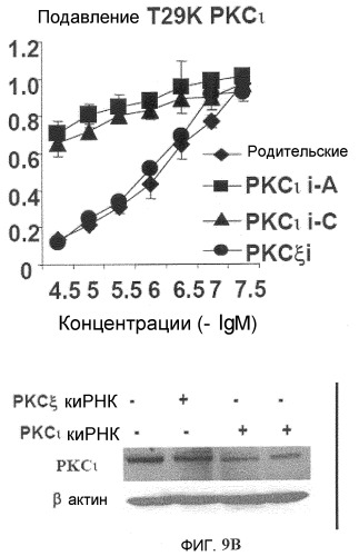 Онкогенное ras-специфичное цитотоксическое соединение и способы его применения (патент 2448703)