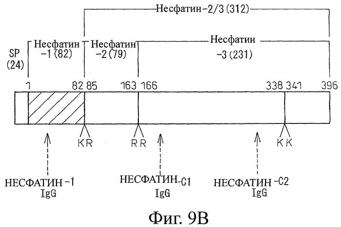 Способ получения фактора, связанного с контролем над потреблением пищи и/или массой тела, полипептид, обладающий активностью подавления потребления пищи и/или прибавления в весе, молекула нуклеиновой кислоты, кодирующая полипептид, способы и применение полипептида (патент 2418002)