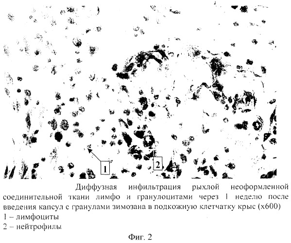 Способ моделирования воспалительного процесса организма (патент 2281563)