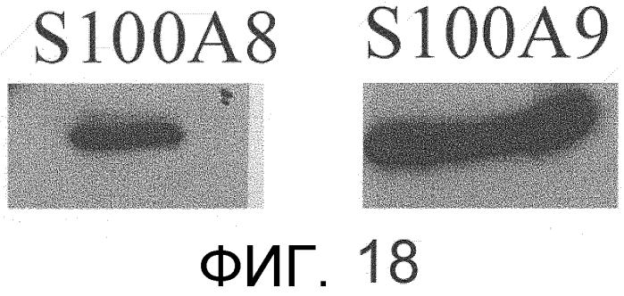Способ сбора функциональных клеток in vivo с высокой эффективностью (патент 2571230)