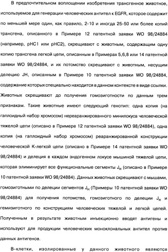 Человеческие моноклональные антитела к рецептору эпидермального фактора роста (egfr), способ их получения и их использование, гибридома, трансфектома, трансгенное животное, экспрессионный вектор (патент 2335507)