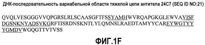 Антитела против альфа5-бета 1 и их применение (патент 2528736)