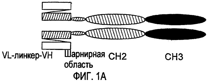 Снижение количества в-клеток с использованием cd37-специфических и cd20-специфических связывающих молекул (патент 2423381)