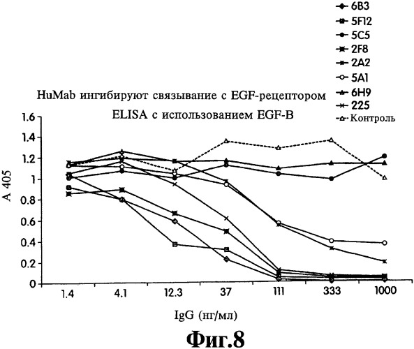 Человеческие моноклональные антитела к рецептору эпидермального фактора роста (egfr), способ их получения и их использование, гибридома, трансфектома, трансгенное животное, экспрессионный вектор (патент 2335507)