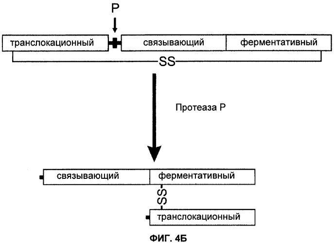 Способы лечения мочеполовых-неврологических расстройств с использованием модифицированных клостридиальных токсинов (патент 2491086)