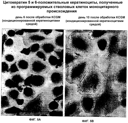 Дедифференцированные программируемые стволовые клетки моноцитарного происхождения и их получение и применение (патент 2333243)