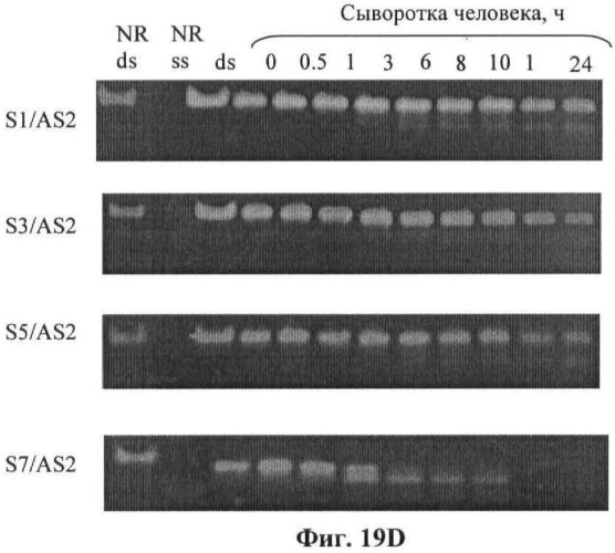 Новые структуры малых интерферирующих рнк (sirna) (патент 2487716)