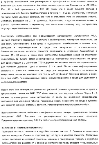 Улучшенная трансформация сои (патент 2389797)