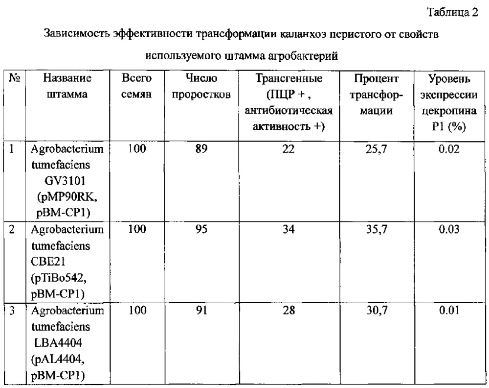 Способ получения безмаркерных трансгенных растений каланхоэ перистого, экспрессирующих ген цекропина р1 (патент 2624042)