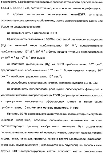 Человеческие моноклональные антитела к рецептору эпидермального фактора роста (egfr), способ их получения и их использование, гибридома, трансфектома, трансгенное животное, экспрессионный вектор (патент 2335507)