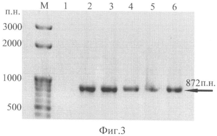 Рекомбинантная плазмида pbi121-esat6-cfp10-gifn, кодирующая белки esat6 и cfp10 mycobacterium tuberculosis и гамма-интерферон человека в трансгенных растениях (патент 2468082)