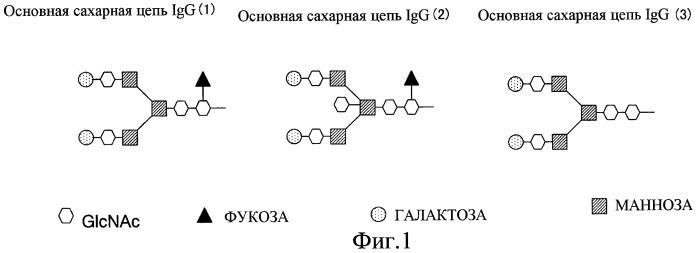 Анти-глипикан 3-антитело, имеющее модифицированную сахарную цепь (патент 2451030)