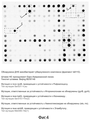 Способ обнаружения днк возбудителя туберкулеза с одновременным установлением его генотипа и определением генетических детерминант множественной и широкой лекарственной устойчивости, олигонуклеотидный микрочип, набор праймеров и набор олигонуклеотидных зондов, используемые в способе (патент 2562866)