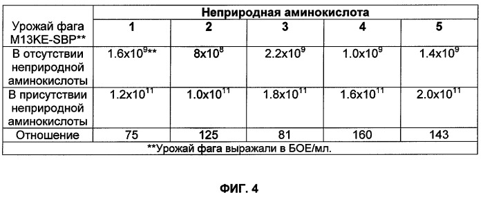Селективная посттрансляционная модификация экспонируемых фагами полипептидов (патент 2459866)