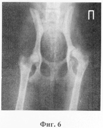 Способ лечения повреждений тазобедренного сустава у мелких домашних животных (патент 2371144)
