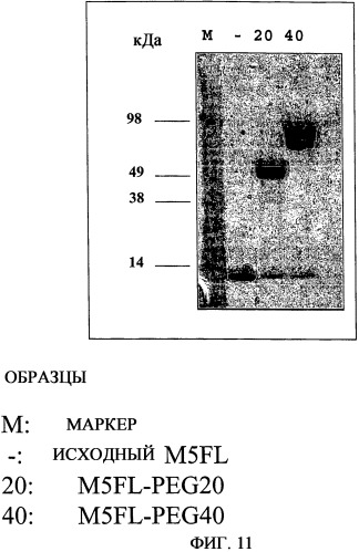 Ингибиторы рецепторов фактора роста эндотелия сосудов типа 2 (патент 2402567)