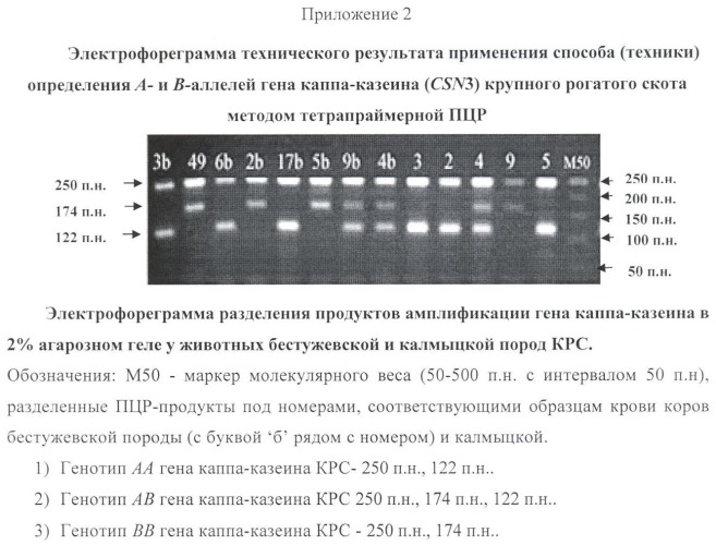 Способ определения а- и в-аллелей гена каппа-казеина крупного рогатого скота методом тетрапраймерной пцр (патент 2386700)