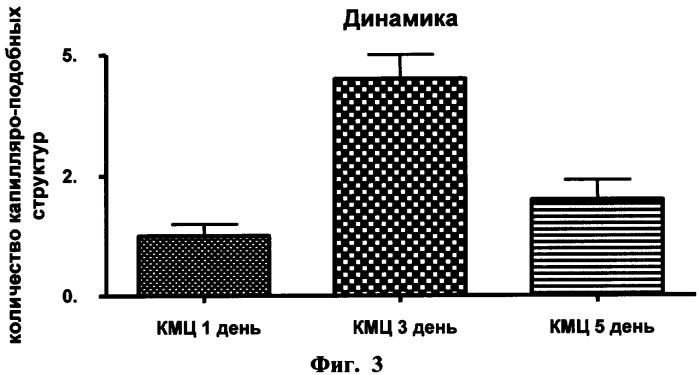 Способ получения культуры клеток с индуцированным ангиогенным фенотипом, предназначенной для тканевой инженерии в зоне ишемии (патент 2334793)