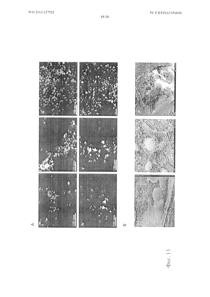 3d in vitro двухфазный костно-хрящевой конструкт (патент 2615439)