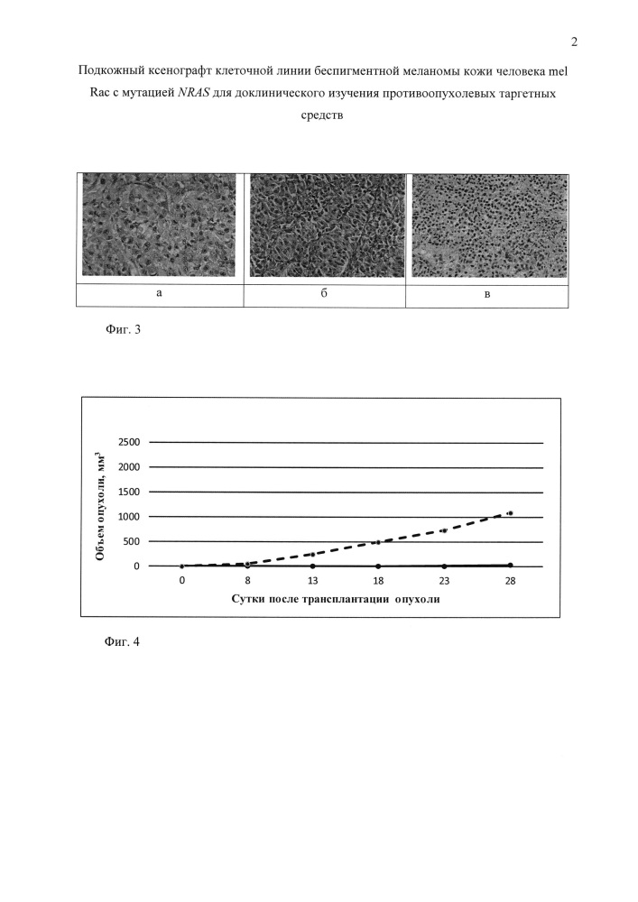 Подкожный ксенографт клеточной линии беспигментной меланомы кожи человека mel rac с мутацией nras для доклинического изучения противоопухолевых таргетных средств (патент 2651939)