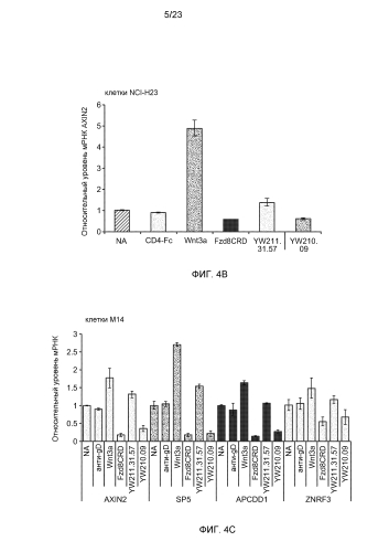 Анти-lrp6 антитела (патент 2587625)