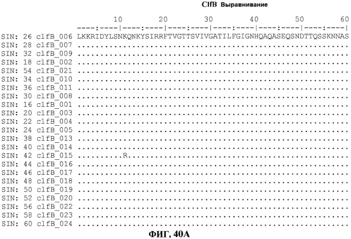 Стабильные иммуногенные композиции антигенов staphylococcus aureus (патент 2570730)