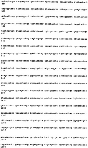 Семена трансгенных растений с повышенным содержанием лизина (патент 2460281)