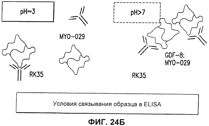 Антитела к gdf8 и их применения (патент 2447084)