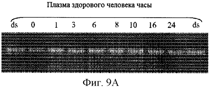 Модуляция экспрессии hsp47 (патент 2575056)