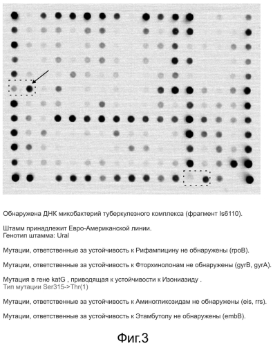 Способ обнаружения днк возбудителя туберкулеза с одновременным установлением его генотипа и определением генетических детерминант множественной и широкой лекарственной устойчивости, олигонуклеотидный микрочип, набор праймеров и набор олигонуклеотидных зондов, используемые в способе (патент 2562866)