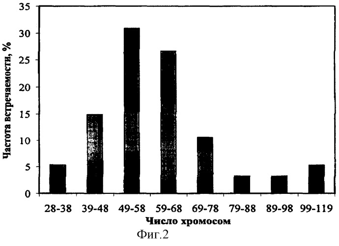 Штамм культивированных клеток растений serratula coronata l. (патент 2296155)