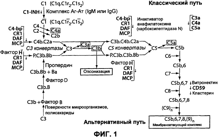 Аптамерные терапевтические средства, применимые для лечения связанных с комплементом расстройств (патент 2406507)