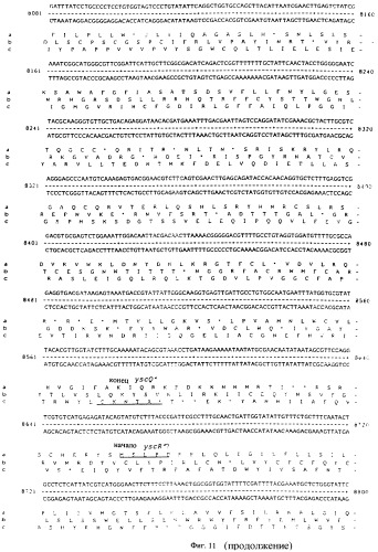 Vgc2 днк salmonella typhimurium, мутантная бактерия, обладающая пониженной способностью к адаптации к условиям окружающей среды, и способ ее получения (патент 2370541)